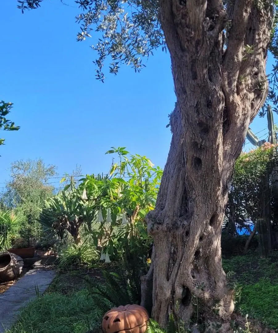 Bed & Breakfast Bed and Breakfast Timpabella House Acireale